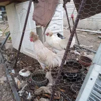 مرغ وخروس