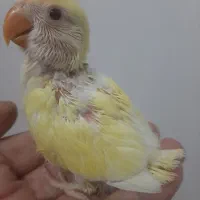 طوطی برزیلی لپ برفی دونخور|پرنده|رشت, سیا اسطلخ|دیوار