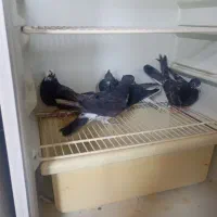 کبوتر فروش