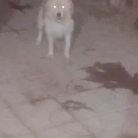 سگ شیتزو|سگ|داراب, |دیوار