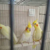2جفت عروس هلندی لوتینو مولد|پرنده|تهران, خانی آباد نو شمالی|دیوار