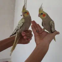 عروس هلندی