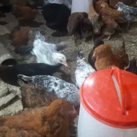 فروش مرغ و خروس