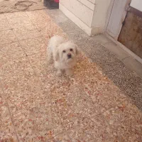 سگ اشپیتزو|سگ|نجفآباد, امام خمینی|دیوار