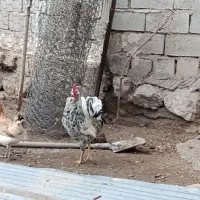 خروس گلین|حیوانات مزرعه|مشگین شهر, |دیوار