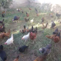 مرغ و خروس محلی|حیوانات مزرعه|شیراز, کفترک|دیوار