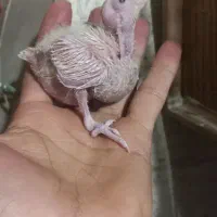 جفت عروس هلندی