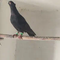 سه عدد کفتر پرشی|پرنده|شیروان (خراسان), |دیوار