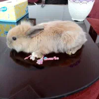 خرگوش لوپ|موش و خرگوش|بیرجند, |دیوار