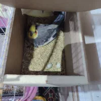 جفت عروس هلندی|پرنده|زابل, |دیوار