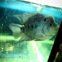 ماهی فلاور نر  ‌|ماهی|رشت, لاکانی|دیوار