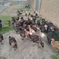 بوقلمون 5ماهه