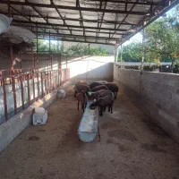 فروش نر همو