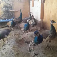 طاووس مصری وهندی|پرنده|کرج, ملک‌آباد|دیوار
