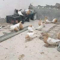 سلام چندتا سینه دم زرد اسطوره رگ و سو|پرنده|زاهدان, |دیوار