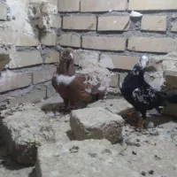 جوجه‌سینه‌مشهدی‌نر،کلاغ‌رسمی‌نر|پرنده|مشهد, شهید معقول|دیوار