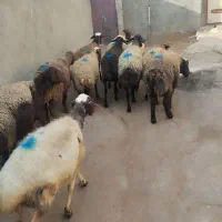 گوسفند زنده|حیوانات مزرعه|دورود, |دیوار