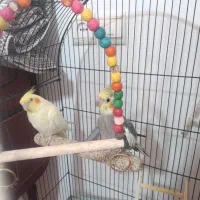 عروس هلندی بالغ