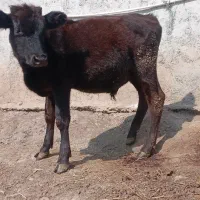 گوساله ۷ ماه نر