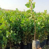 حراج نهال پسته،پیوندی ،گردو نشااویشن باغی وشیرازی