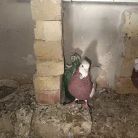 فروش تعدادی طوقی و یک عدد هفت رنگ|پرنده|تاکستان, |دیوار