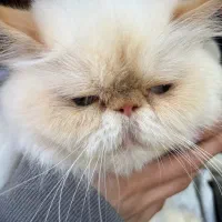 گربه سفید پرشین|حیوانات|بوشهر, |دیوار