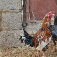 مامعله|حیوانات مزرعه|هیدوچ, |دیوار