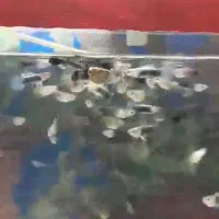 ماهی گوپی نژاد|ماهی|مرودشت, تامین اجتماعی‎|دیوار