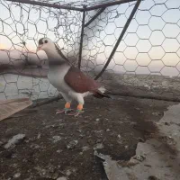 کبوترسارسالار|پرنده|تربت‌حیدریه, فردوسی جنوبی|دیوار