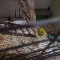 2 جفت مرغ عشق بالغ|پرنده|پارس‌آباد, |دیوار