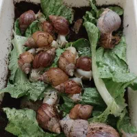 حلزون آفریقایی آچاتینا