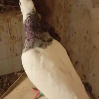 طوق الماسی خال قهوه ای نر