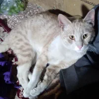 واگذاری گربه نرخوشکل