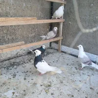 ۵عدد کفتر خوب|پرنده|ابهر, |دیوار