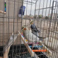 پرنده|پرنده|رباط‌کریم, رباط‌کریم|دیوار