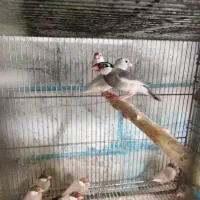 پرنده قشنگه مینا