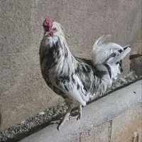مرغ و خروس گلین و لری