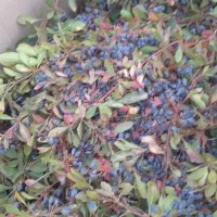 تولیدعرق نعناوپونه وکاسنی واب زرشگ وعسل اویشن