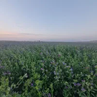 فروش زمین ۱۵ هکتار در بلهرات میانجلگه روستای ذمه|فروش زمین و ملک کلنگی|نیشابور, خیام|دیوار