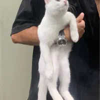 گربه ۷ ماهه ارام و متین|گربه|تهران, نازیآباد|دیوار