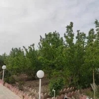 ایوانکی7هکتار مزرعه پرورش شتر مرغ با انواع قابلیت