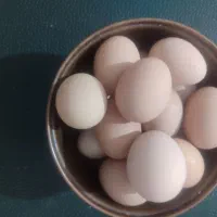 تخم‌مرغ محلی