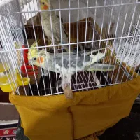 طوطی عروس|پرنده|آستانه اشرفیه, |دیوار