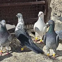 کبوتر|پرنده|شیراز, سعدیه شمالی|دیوار