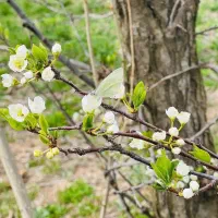 تدریس زبان انگلیسی