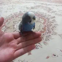 مرغ عشق گم شده ابی