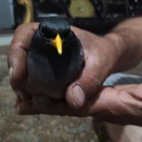 مینا زرنگ و باهوش|پرنده|سبزوار, هویزه|دیوار