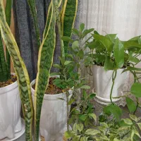 گلهای طبیعی|گل و گیاه طبیعی|دره شهر, |دیوار