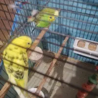 مرغ عشق