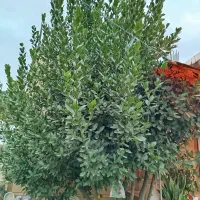 درخت برگ بو 5ساله